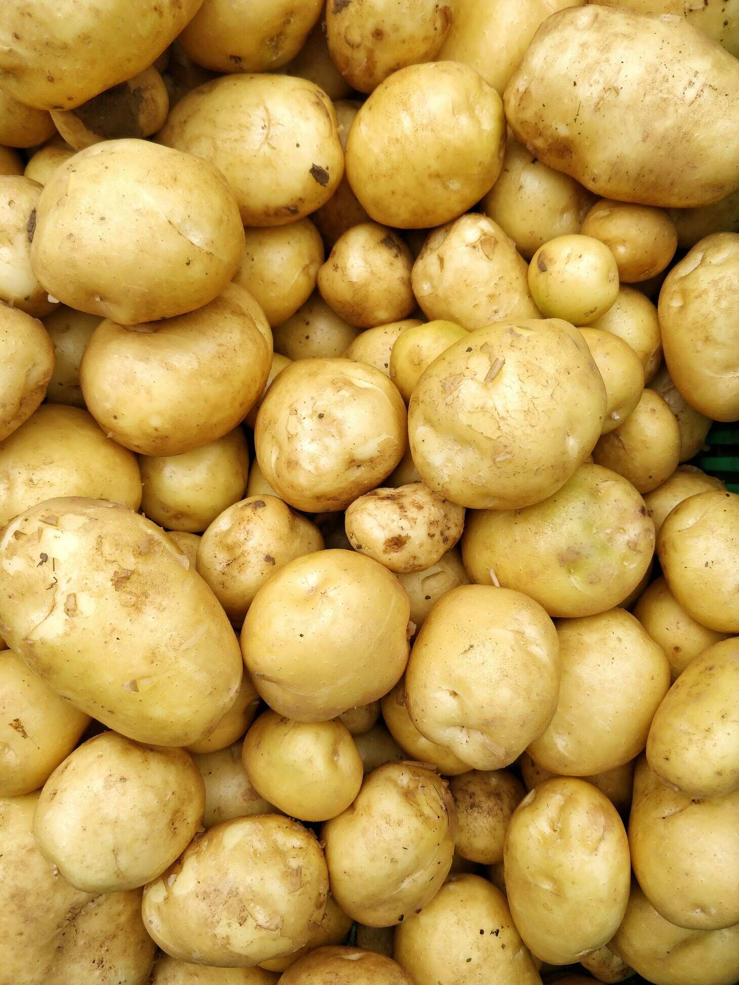 Finest Egyptian Potatoes For Export.