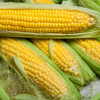 Sweet Corn