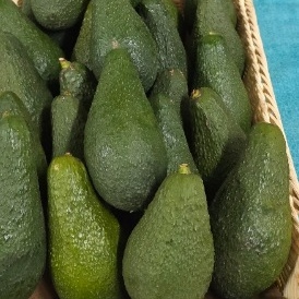Avocados