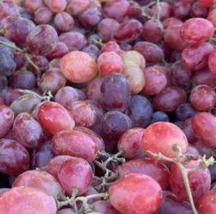Red Grapes
