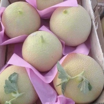 Melon/Cantaloupe